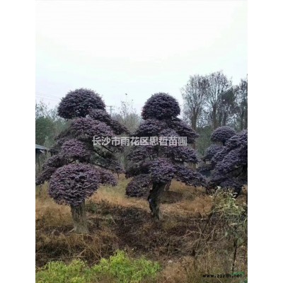 優質特價桂花產地直銷 歡迎咨詢