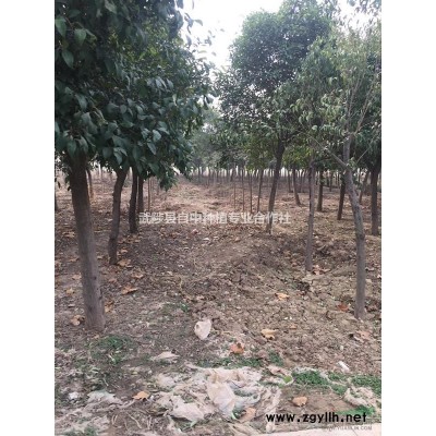 14-17大葉女貞1年帽