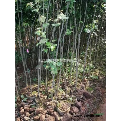 江西桂花價格怎么樣九江八月桂行情 江西八月桂批發(fā)處理 便宜的