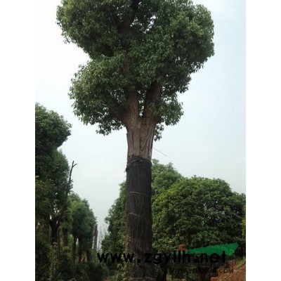 金桂，廣玉蘭，櫸樹，香樟，銀杏，女貞，紫薇，欒樹，黃楊，羅汗松，無患子等