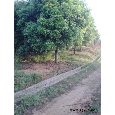 2018年湖北叢生大葉女貞*新報價