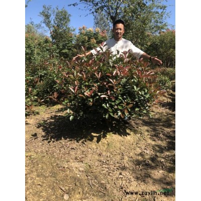 桂花批發供應，歡迎采購