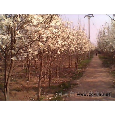 白玉蘭，皂角，女貞，桂花，紫薇，欒樹，廣玉蘭，黃連木