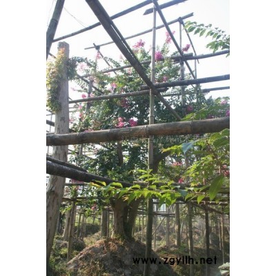 大紫薇(百日紅)、大廣玉蘭