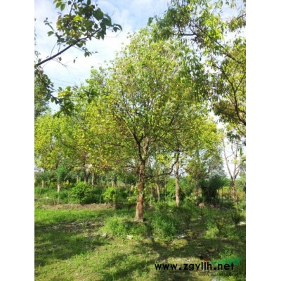 成都全冠天竺桂基地成都熟貨香樟批發成都矮開丫紅葉李美森園藝