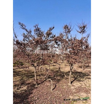 大葉女貞價格_大葉女貞圖片_大葉女貞產地_大葉女貞基地