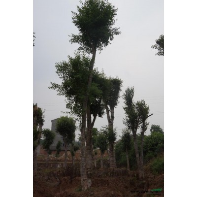 移栽叢生桂花樹