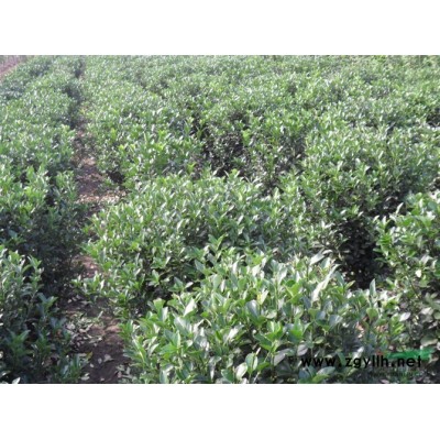 叢生大葉女貞、大量供應