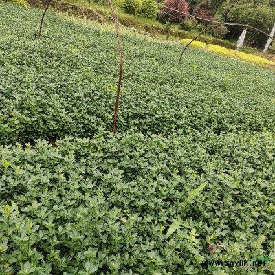 湖南桂花長沙桂花12公分桂花價格湖南12公分桂花價格長沙12