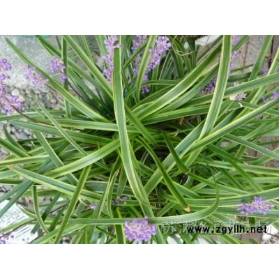 桂花小苗，產地北方，抗凍耐寒，高度50cm,數量16000棵