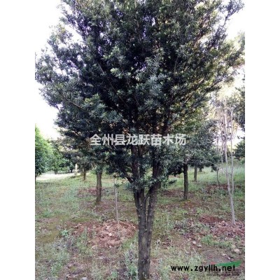 廣西省桂林市全州供應桂花10一30公分大桂花。