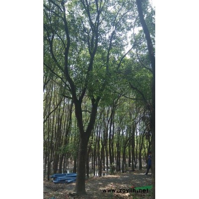 25-35香樟打包出售，貨源上海