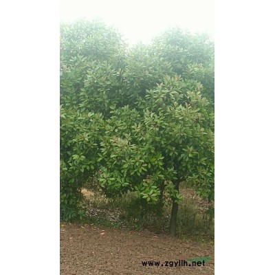 河南桂花 駐馬店桂花樹 河南桂花農戶批發/供應