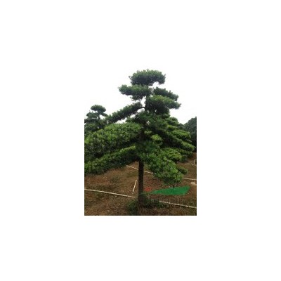 湖南香樟 湖南香樟價(jià)格 湖南移栽香樟 香樟樹 全冠香樟 截桿香樟 殺頭香樟 大香樟