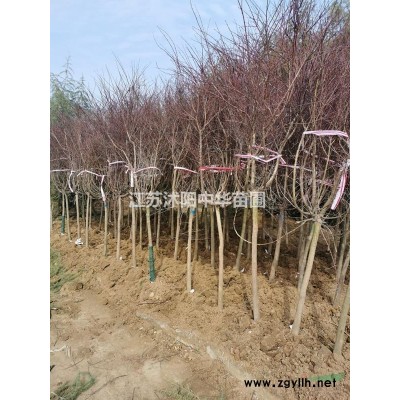 供應、大葉女貞4--10公分，大葉女貞小苗、產地是江蘇