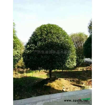 廣西精品桂花介紹