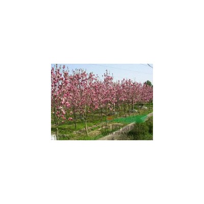 出售一批香樟個規格都有