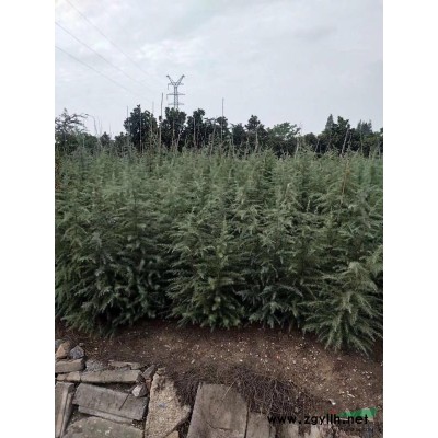 大葉女貞2公分3元