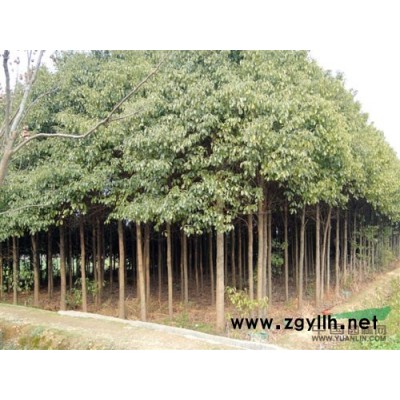 香樟種子香樟樹種子 小葉香樟樹種子 樟樹種子香樟樹種子批發(fā)包