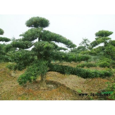 香樟供應/香樟圖片