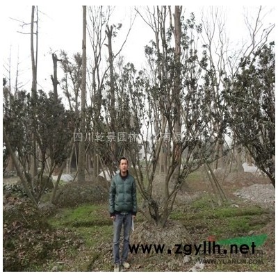 四川乾景園林供應自產優質桂花5-20cm，數量30000多株