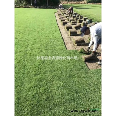 叢生大葉女貞價格 叢生大葉女貞圖片 叢生大葉女貞產地