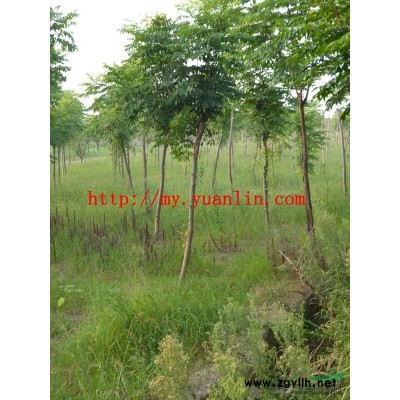 香樟大葉女貞紫微