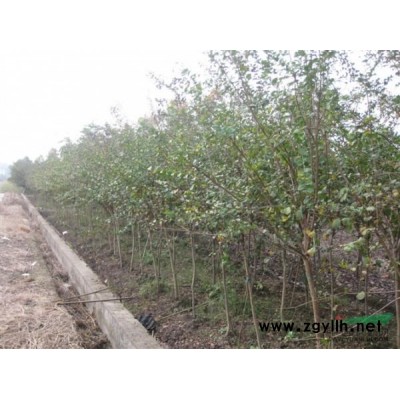 供應紅楓，雞爪槭，櫻花，紫薇，西府海棠，垂絲海棠，香樟