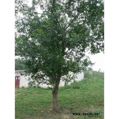 香樟，香樟價(jià)格，香樟圖片