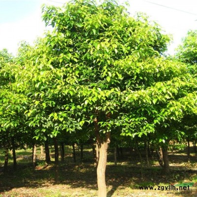 香樟圖片\香樟報價