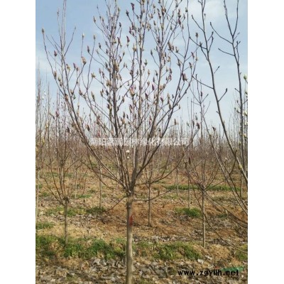 南陽當(dāng)?shù)?-5米精品高桿桂花供應(yīng)