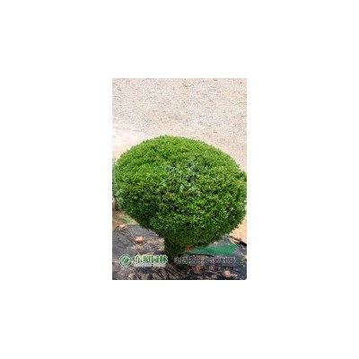 東照園林供應香樟樹，價格優(yōu)惠