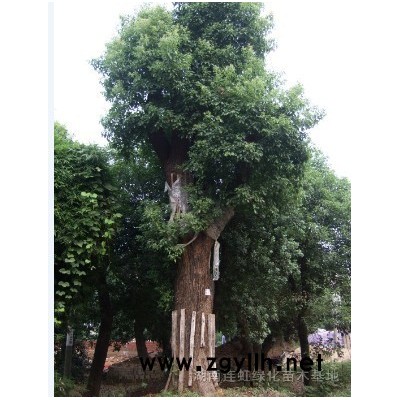 各種規(guī)格香樟，移栽香樟，再生香樟
