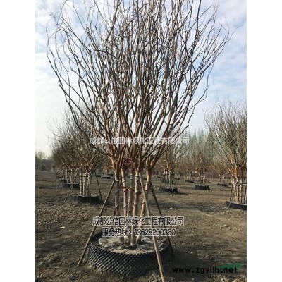 成都地籠桂花大量出售