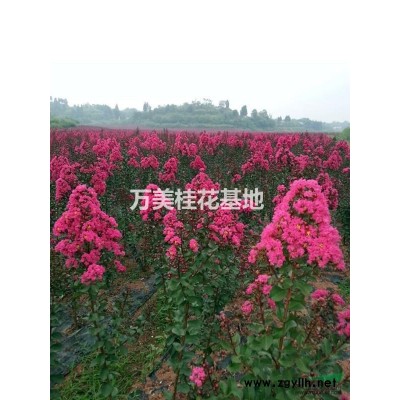 桂花 桂花樹 金桂樹 金桂 金桂價格 速生金桂