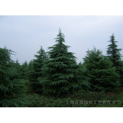 大葉女貞(冬青)、青桐、馬褂木