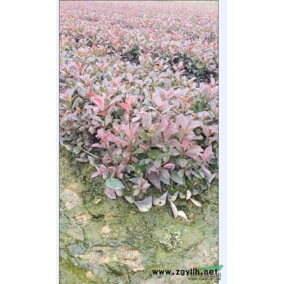 桂花1*新價格/桂花1報價