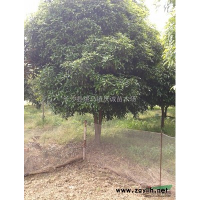 叢生杜英，山杜英，杜英苗，2至5公分杜英樹