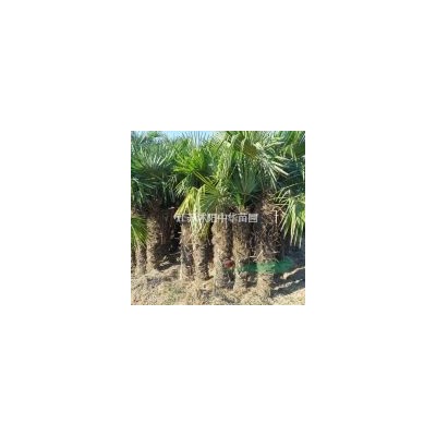 供應，桂花、垂絲海棠、臘梅、杜英、水杉