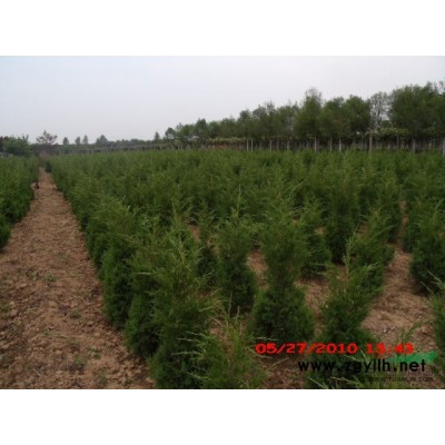 陜西大葉女貞1供應/陜西大葉女貞1價格