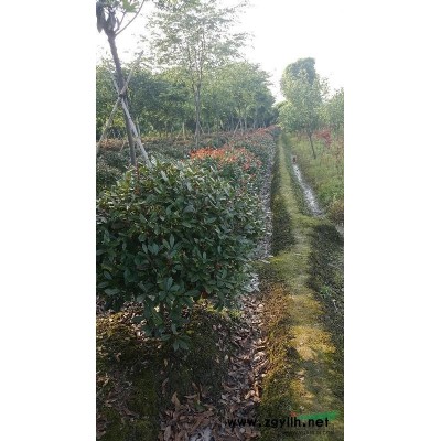 桂花 八月桂 金桂 干徑11-28厘米 冠幅300-600