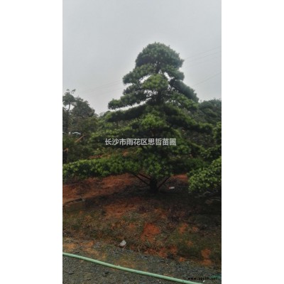 杜英  大量供應4公分-20公分杜英價格