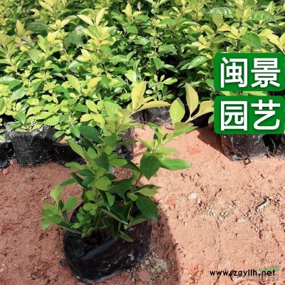 紅背桂 紅背桂花 高30  福建漳州閩景園藝場(chǎng)