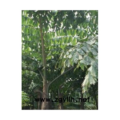 杜英樟樹桂花法國梧桐