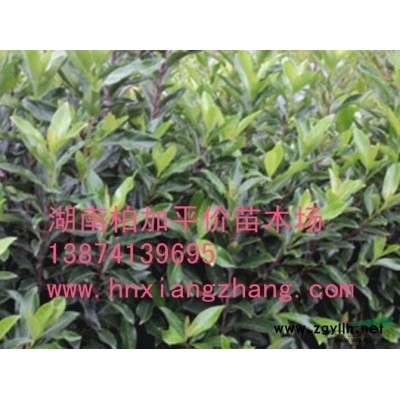 湖南大葉女貞 高桿女貞 女貞 全冠大葉女貞 大葉女貞價(jià)格 冬青樹 高桿冬青