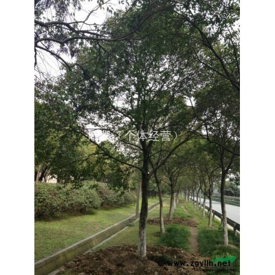 大葉女貞15-22公分的行道樹，樹形精品