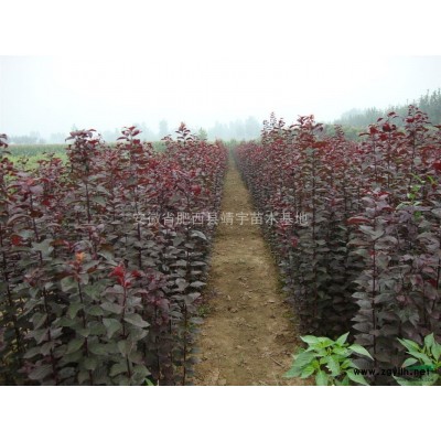 桂花 *新桂花報價 桂花照片 桂花規格*