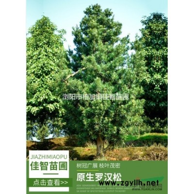 瀏陽市佳智苗圃全年低價供應(yīng)精品香樟/精品桂花/精品廣玉蘭