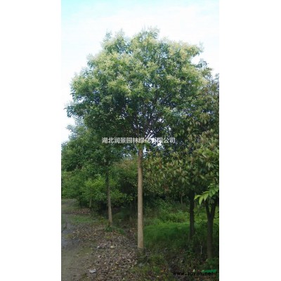 湖北 大葉女貞 3－16公分