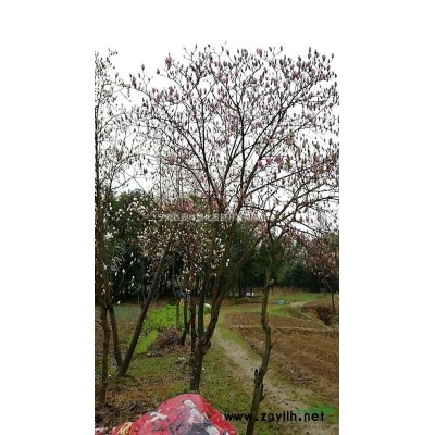 桂花、深山含笑、紅玉蘭處理